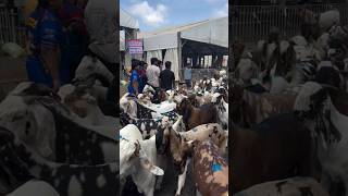 Deonar Bakra Mandi mein Bakra aane Lage #deonarbakramandiupdate #bakra
