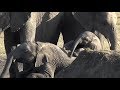 SafariLive Dec 12 - Little baby Elephant having fun.