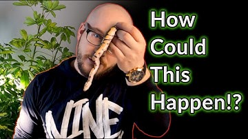 A Very Sad Ball Python Clutch With A Happy Ending | Why You MUST Cut Snake Eggs Sometimes