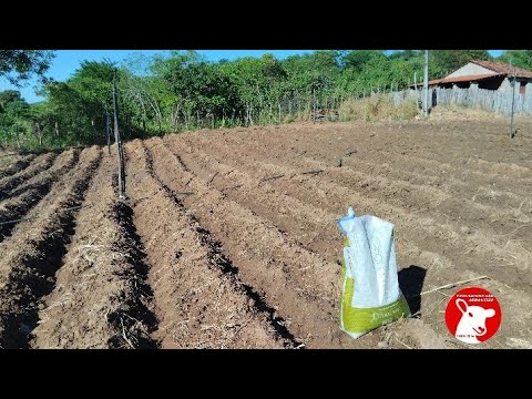 Como fazer adubação