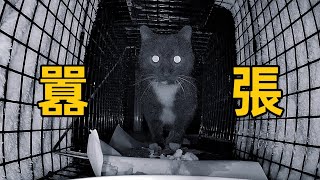 [CC SUB] The stray cat that has been fed for more than half a year is finally caught.