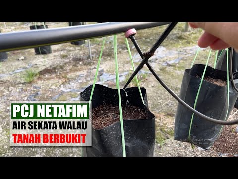 Video: Berkebun Dalam Hujan – Bagaimana Hujan Mengurangkan Tekanan