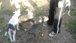 MVI_6993.avi