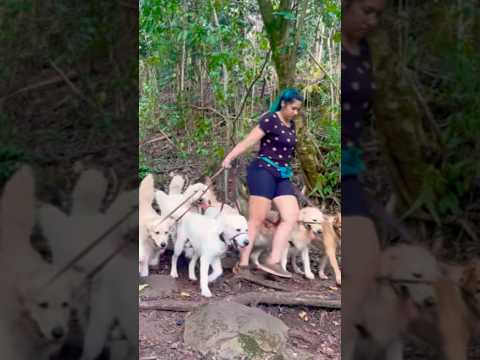 Hiking Dogs Hawaii