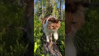 Maine Coon Cat's Hunting Instinct