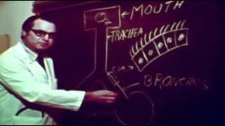 Air Pollution Affects the Lungs 1972 Dont Hold Your Breathe GASP