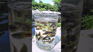 Sewer Guppies? These Fish Thrive In Wastewater