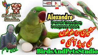 Alexander Parrot Breeding Progress 2024 | | کشمیری را طوطے |@BirdsAndPetsStudio |