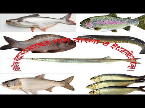 Learn Fish Name Bangla and English with picture(৫০ টি মাছের নাম বাংলা ও ...