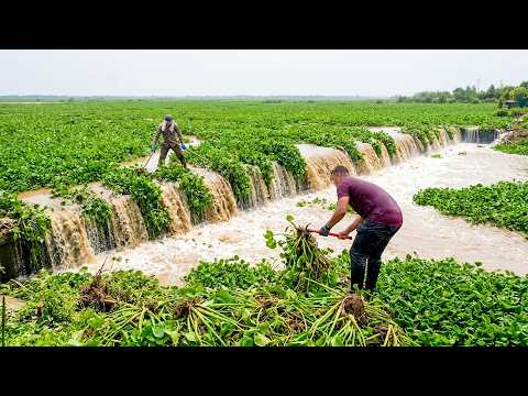 Completely Blocked Dam! Massive Plants Removed to Restore Flow
