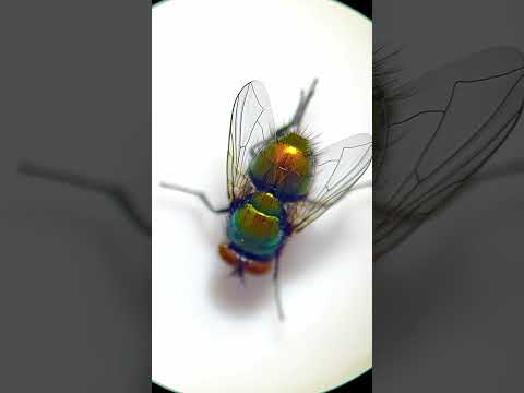 Video: Är mydas-flugor farliga för människor?