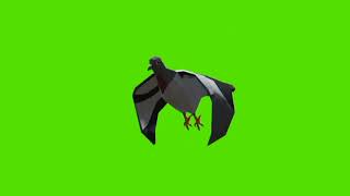 Pigen Bird Green screen Video | Pigen Flying in Green screen Background | No Copyright Free video