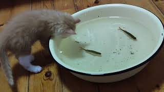 Kittens are fishing. Funny kittens and cats.#respect #funnycat #video