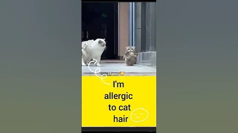 Video 8979701: cat pets funnycatvideos, cat pet adoption, cat funny pets, pets mom