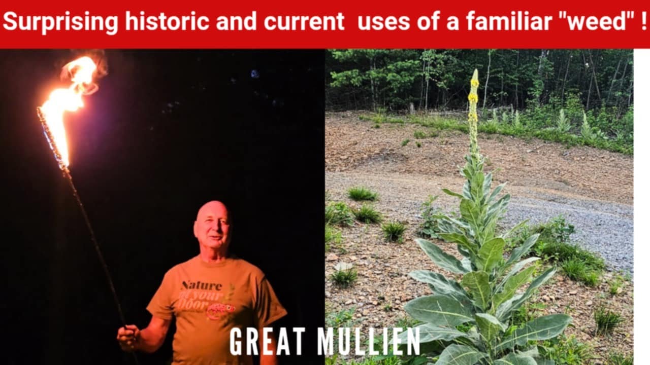 Great Mullein: fascinating uses and natural  History!