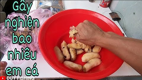 Cám HUỲNH KHOA làm ra bài mồi ủ chua - Gây nghiện bao nhiêu bạn cá Sông Sài Gòn | DUY FISHING 2020