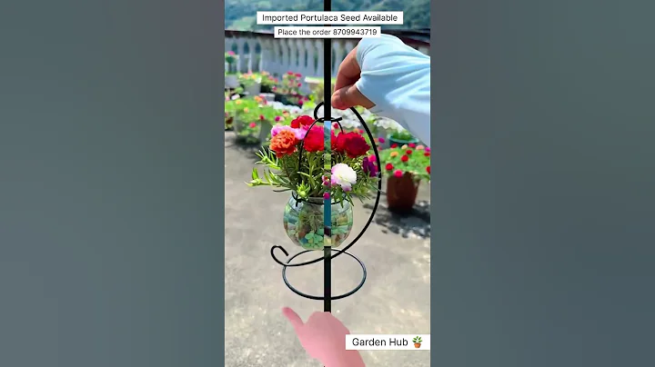 Rare Imported Portulaca Flower Seed Online Sale 🔥 #portulaca #flowers #plants #garden