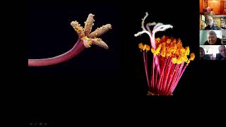 Flowers and their Pollinators of the Green Swamp Region by Larry Mellichamp, NC Native Plant Society