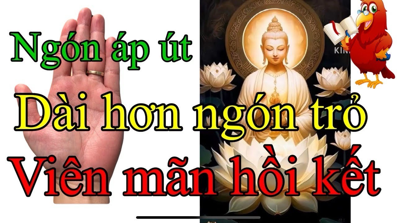 Ngón áp út dài hơn ngón trỏ