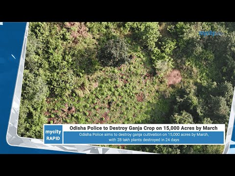 Odisha Police to Destroy 15,000 Acres of Ganja Crop by March | News Highlights | My City Links
