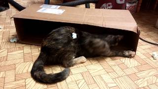 Miss Tort plays in a long box