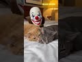 Creepy Clown Toy vs Sleeping Cats! Watch Their Reaction! 🤡😺 #shorts