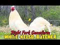 White kelso butcher  right fork gamefarm  kentucky usa