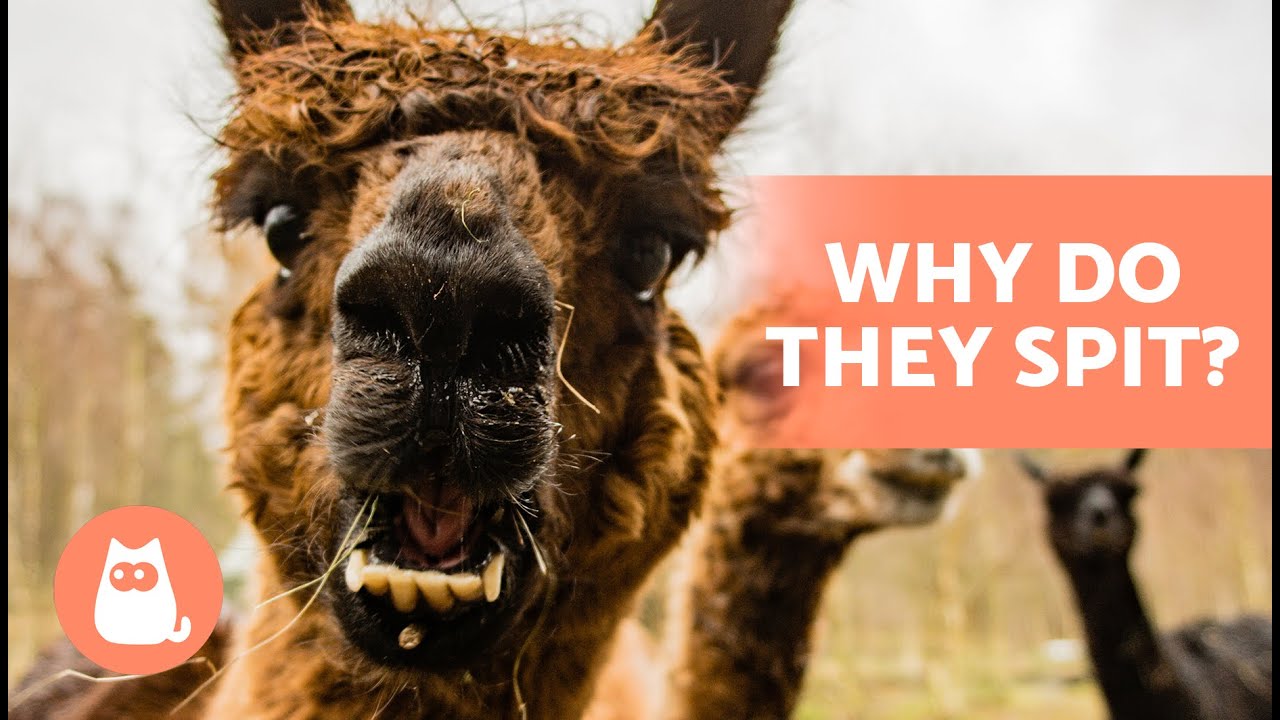 Why do llamas spit?