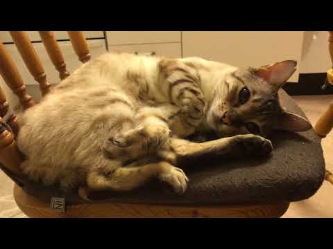 วีดีโอ: Bronchi แคบในแมว