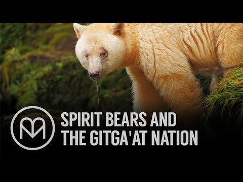 Video: Spirit Bears Of British Bearia's Great Bear Rainforest [PICs] - Matador Network