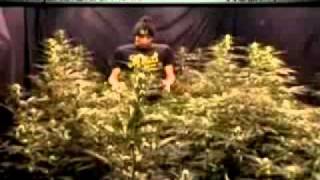 Green House Seed Co.