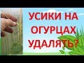 ЗАЧЕМ УДАЛЯТЬ УСИКИ НА ОГУРЦАХ? Как выращивать огурцы.