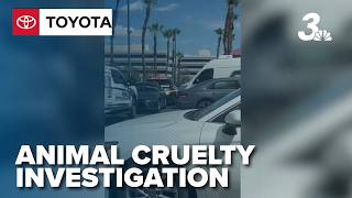 35 dogs seized from Las Vegas business after alleged animal cruelty