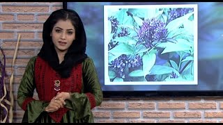 د کشمالي ګل په اړه په زړه پورې معلومات  - Kashmali Flower