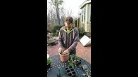 Growing Wisdom