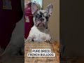 U.S. HAS A NEW FAVORITE DOG BREED: FRENCH BULLDOG#doglovers