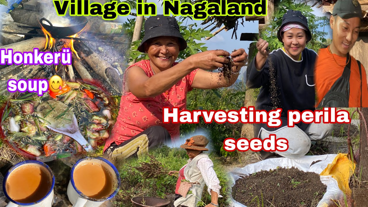 Я и моя милая мама собираем семена периллы (шилам) //готовим и едим деревенский образ жизни @Cath...