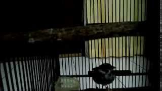 Burger (burung gereja) elek