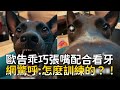 歐告乖巧張嘴配合看牙　網驚呼:怎麼訓練的？！｜#寵物雲