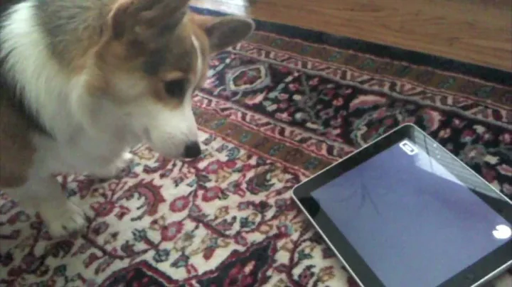 A Dog Tests the iPad - Tested.com - DayDayNews