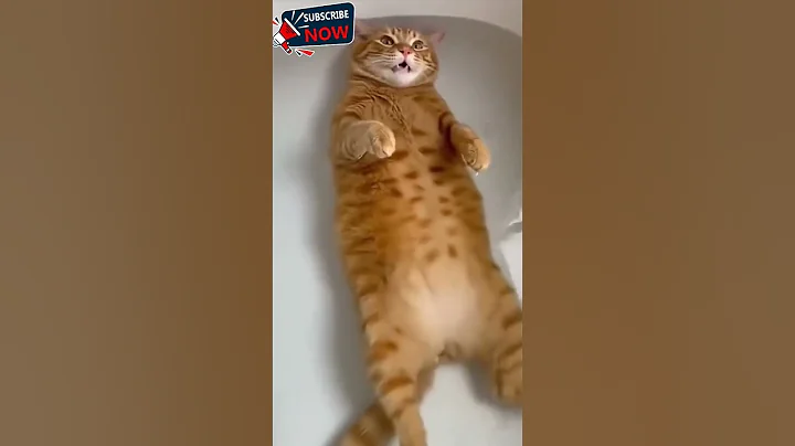 Video 11834611: bath cat kitten cutecat, cat kitten cutecat pets, cat bathing cute pets, cat bath funny pet