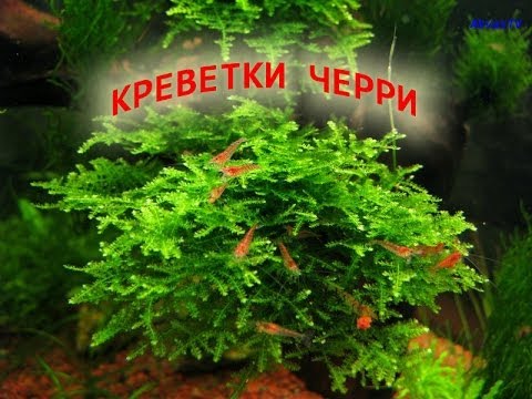 фото креветки черри онлайн фото креветки черри