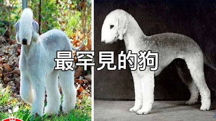 世界上最特別的狗狗，稀有的15種犬類，實屬罕見的珍稀品種【出類拔萃】 - 天天要聞