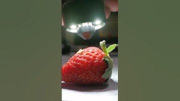 strawberry under the microscope #laboratory #microscope #strawberries #berry