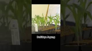 Wow.. dinamika dalam teknis budidaya tanaman jagung.#shorts
