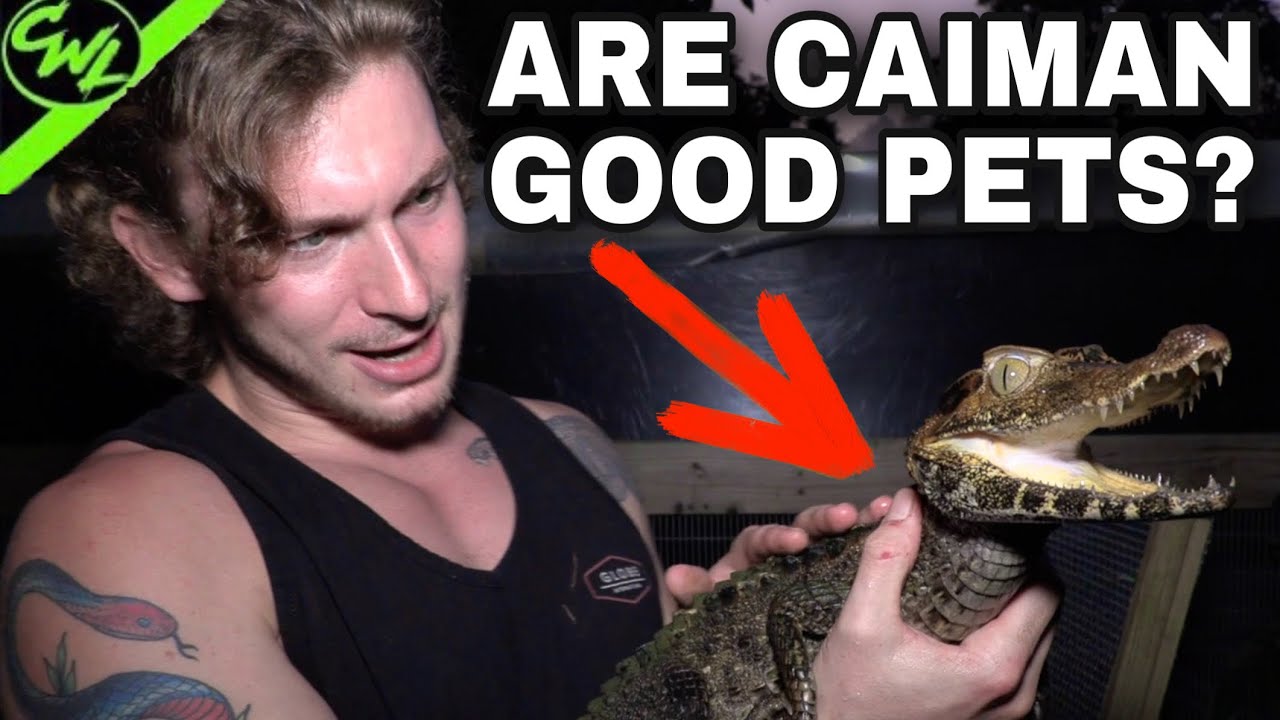 ARE CAIMAN GOOD PETS?!( 1.5 MIL SUBSCRIBER SPECIAL! ) - YouTube