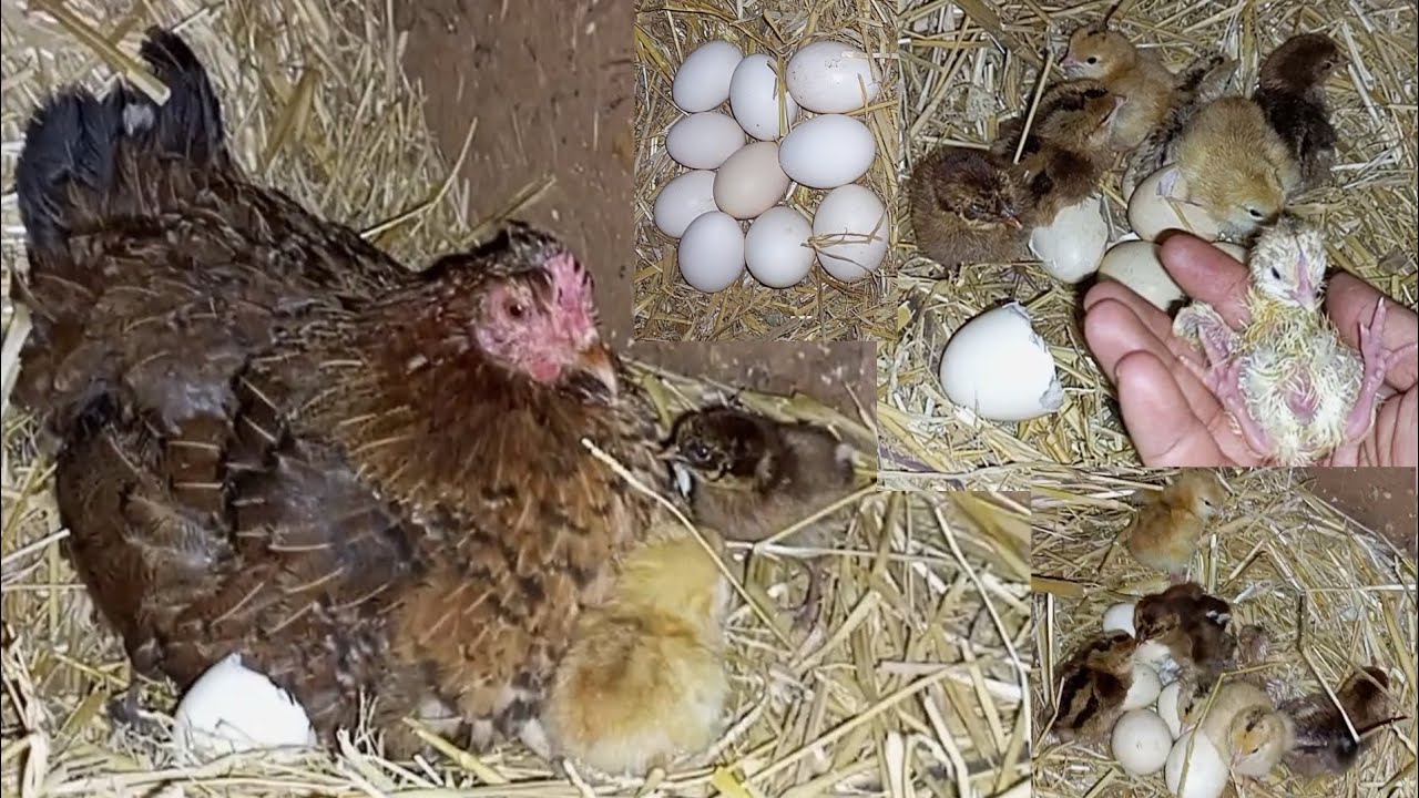Laying a hen and hatching eggs and the emergence of chicks - YouTube