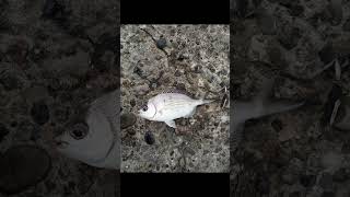 Está fue mi jornada🎣  en la ría de Bilbao el día 13 de octubre