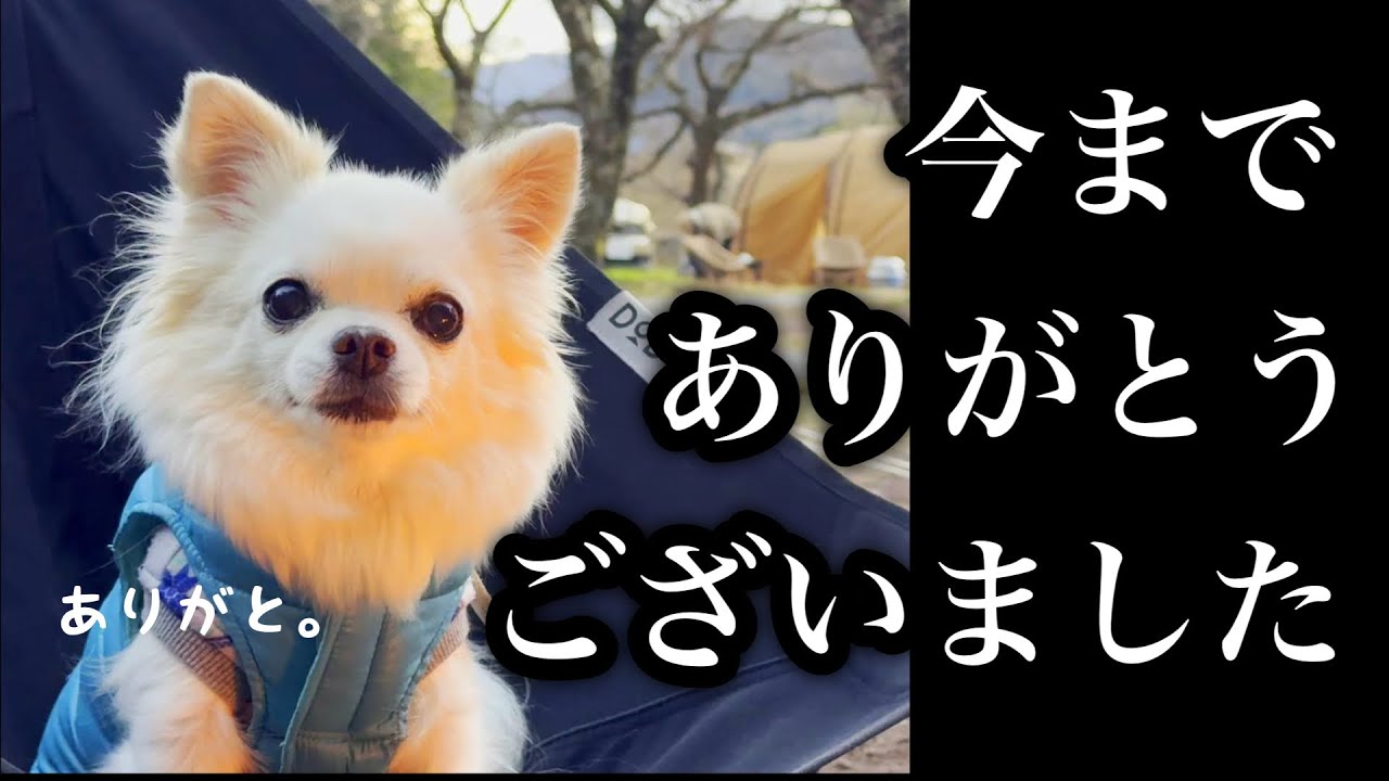 【ご報告】突然お空に旅立ちました…10年の歩み