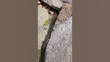 Fossils in the Creek #paoutdoors #fossil #earth #devonian #history #love #nature #beauty #ocean #usa